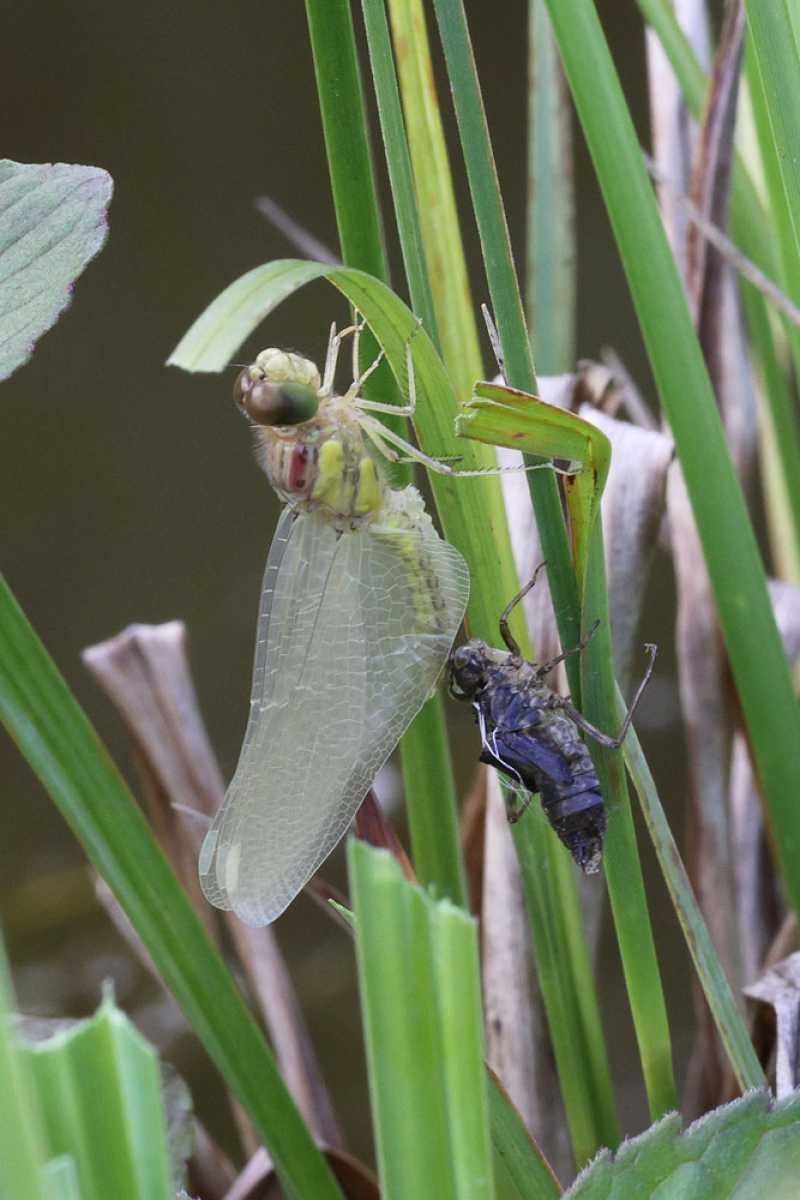 Libellula_depressa